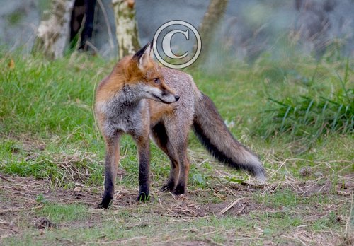 Red Fox 2 DM0249